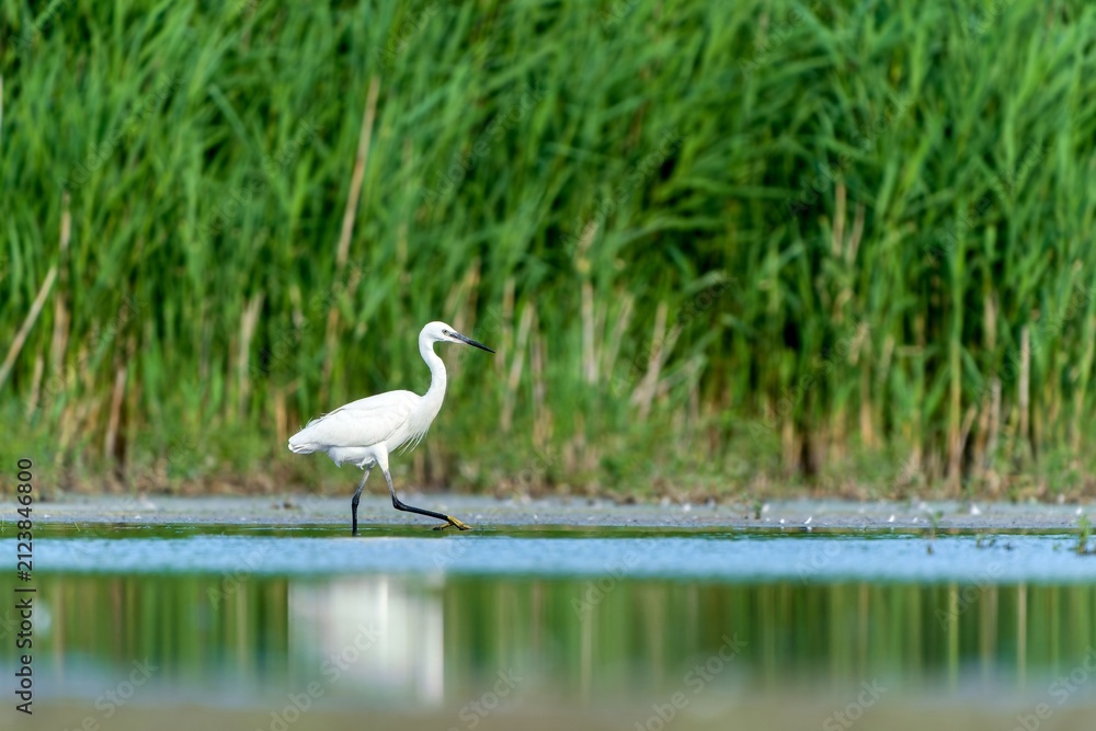 Obraz premium A Little egret looks for food in a pond. Egretta garzetta. A Little egret in the nature habitat.
