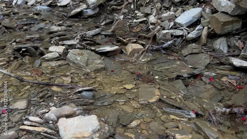 Clear woodland creek flowing through layered rocks with vivid red berries scattered across the stream bed in a peaceful natural landscape. High quality 4k footage