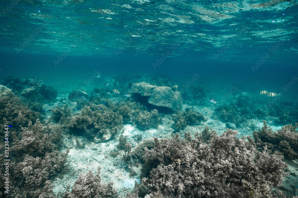 Obraz premium Tropical Coral Reef with Sergeant Major Fish Under Clear Water