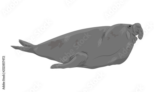 Northern elephant seal Mirounga angustirostris male lying full body profile view vector
