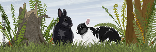 Two European rabbits Oryctolagus cuniculus sitting in green grass among ferns in a wide panoramic forest landscape vector