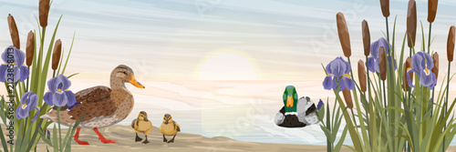 Mallard duck family Anas platyrhynchos with ducklings near a pond with iris flowers at sunset wide panoramic landscape vector