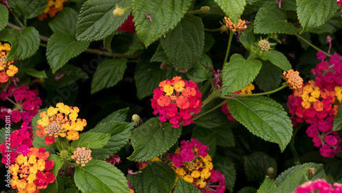 Konstfotografi Lantana camara Multicolour Flowers — Shrub Verbena Red Orange Yellow and Pink Bl