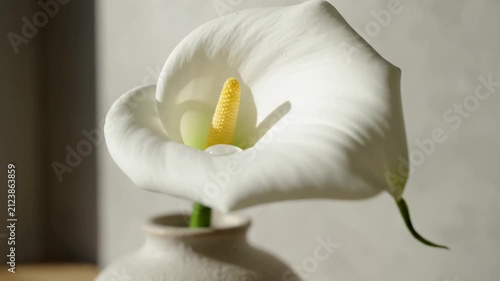 White Calla Lily in Ceramic Vase on Wooden Shelf with Sunlight and Shadow Play
