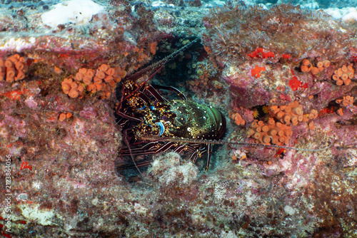 Spiny Lobster hiding in a crevice in Ni'ihau, Hawaii