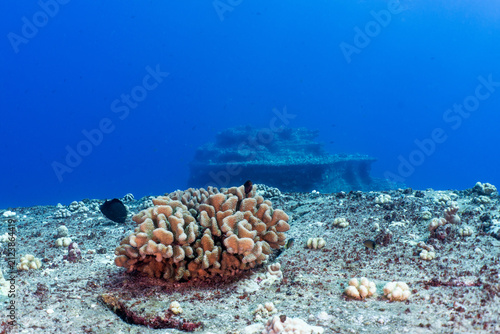 Hard Coral against a blue background in Ni'ihau, Hawaii