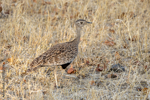 Foto The red-crested korhaan or red-crested bustard (Lophotis ruficrista) is a species of bird in the family Otididae