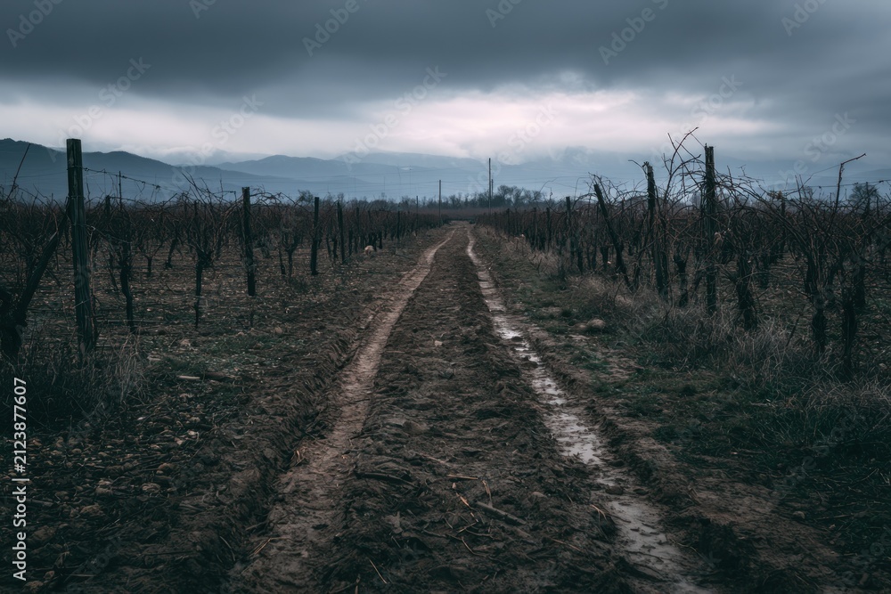 Obraz premium Muddy path through barren vineyard under stormy skies