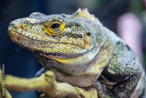 Banana Pectinata Iguana, a distinctive reptile known for its vibrant coloration