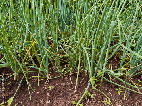 Green onion plants growing closely in dark soil garden bed. Long tubular leaves and small weeds show organic vegetable cultivation, fresh produce farming and summer growth.