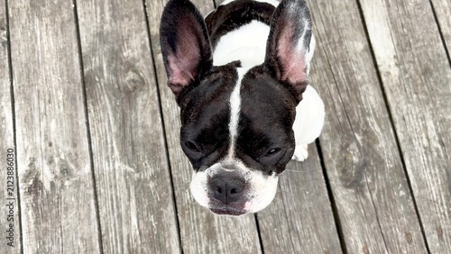 Konstfotografi Cute French Bulldog patiently waiting for healthy meal with raw meat and fresh vegetables