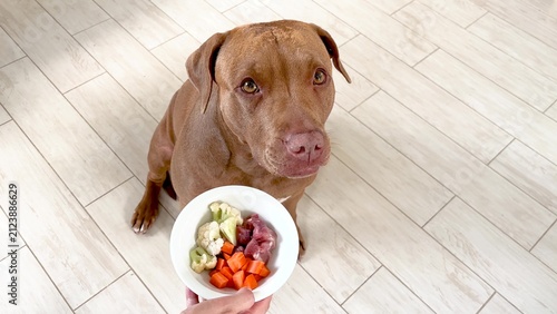 Konstfotografi Cute brown Pit bull patiently waiting for healthy meal with raw meat and fresh vegetables