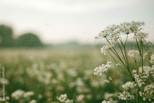 Delicate white wildflowers bloom in a soft, sunlit field at dawn