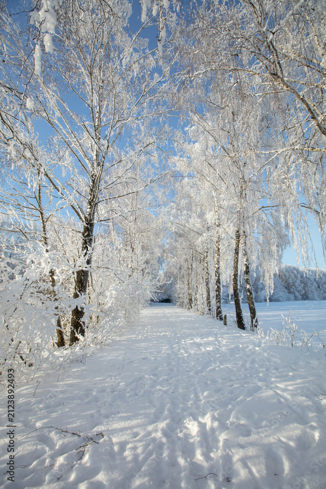 Fototapeta premium Winter scene with snow-covered trees lining a path on a sunny day in the forest