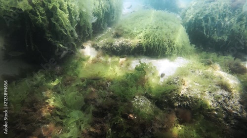Goby fish and water plants in the Black Sea.