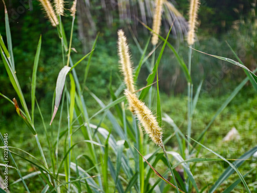 Wild Pennisetum Fountain Grass Fluffy Wheat Spikes In Green Field Close Up