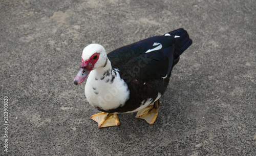 Foto Black and white Muscovy duck photographed on a paved surface in Madeira, Portugal, showing its distinctive red facial markings, colorful beak and detailed feathers