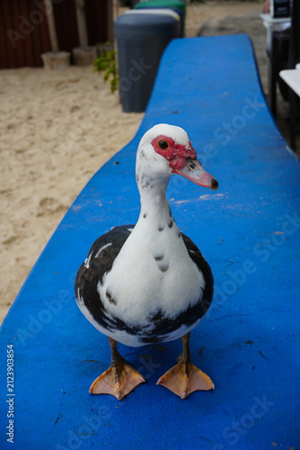 Bild auf Leinwand Black and white Muscovy duck standing on a bright blue beach chair, showing its distinctive red facial markings, pink beak and webbed feet