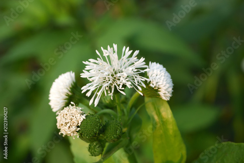Senegal Tea Plant Gymnocoronis spilanthoides