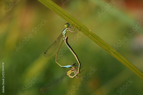 Tropical Bluetail Ischnura senegalensis