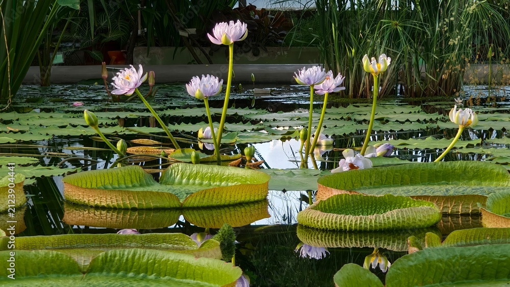 Fototapeta premium Horizontal view of giant victoria amazonica water lily pads in pond