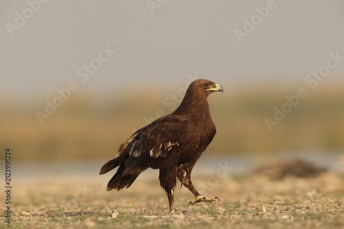 Photography The greater spotted eagle (Clanga clanga), also called the spotted eagle, is a large migratory bird of prey in the family Accipitridae