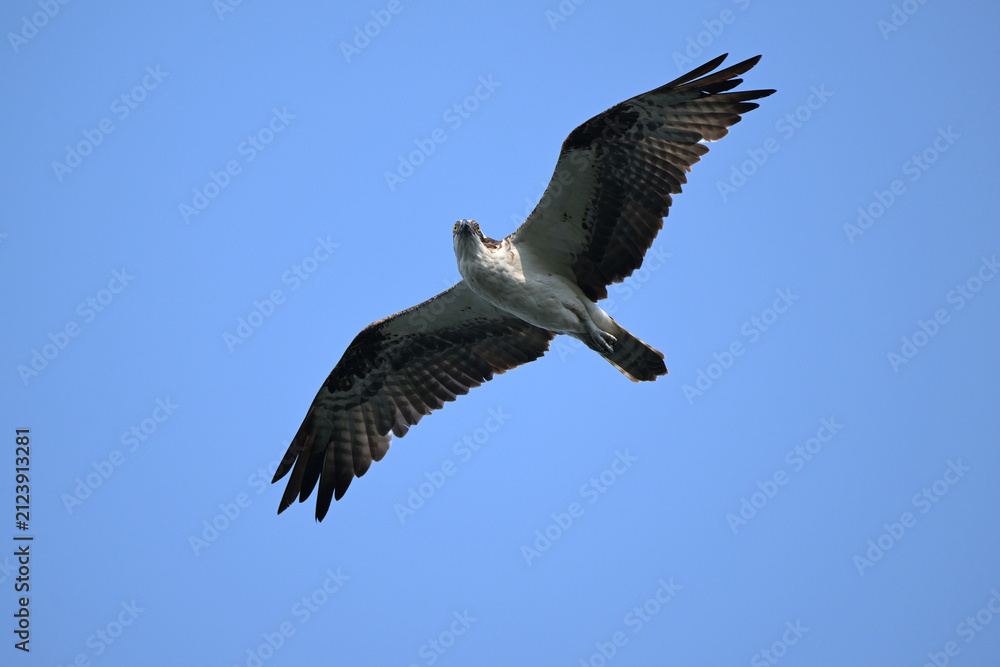 Obraz premium osprey in flight, nature, wildlife, fly, animal, wings, osprey, blue, wing, wild, beak, feather, Canada Alberta
