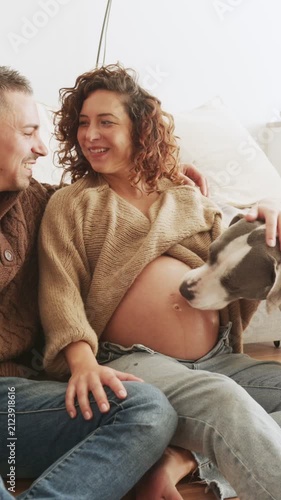 Dog licking pregnant woman's belly at home