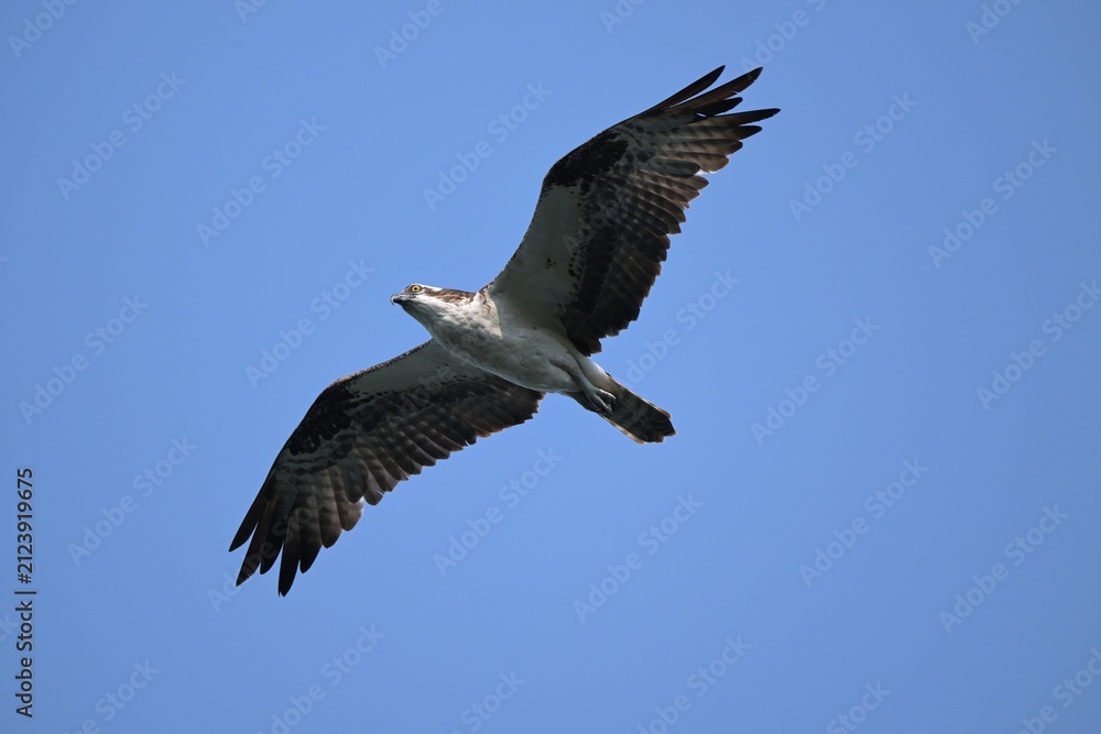 Obraz premium osprey in flight, nature, wildlife, fly, animal, wings, osprey, blue, wing, wild, beak, feather, Canada Alberta