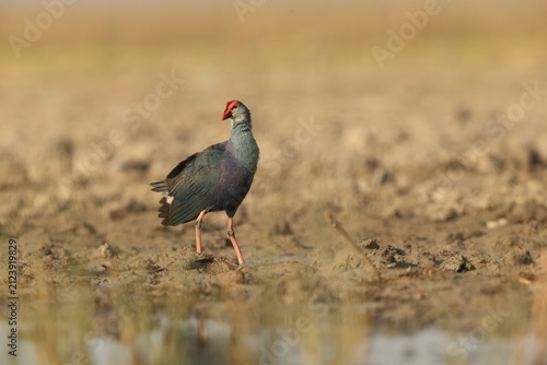 Sticker The grey-headed swamphen (Porphyrio poliocephalus seistanicus) is a species of swamphen occurring from the Middle East and the Indian subcontinent