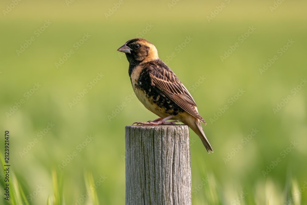 Fototapeta premium Perched bobolink on rustic post with soft green background