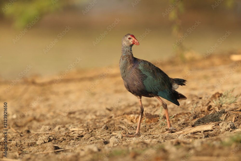 Fototapeta premium The grey-headed swamphen (Porphyrio poliocephalus seistanicus) is a species of swamphen occurring from the Middle East and the Indian subcontinent. This photo was taken in India.