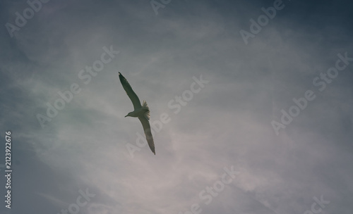 Gaviota en pleno vuelo solitario contrastando contra un cielo nublado y dramático de tonos grisáceos
