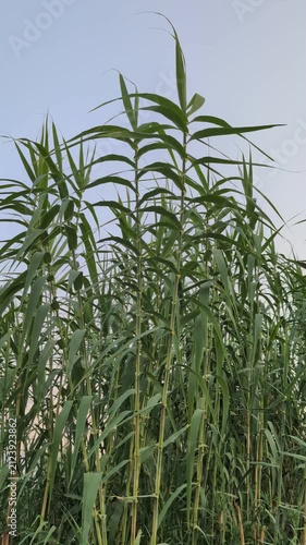 Low angle shot of green reeds swaying in the breeze