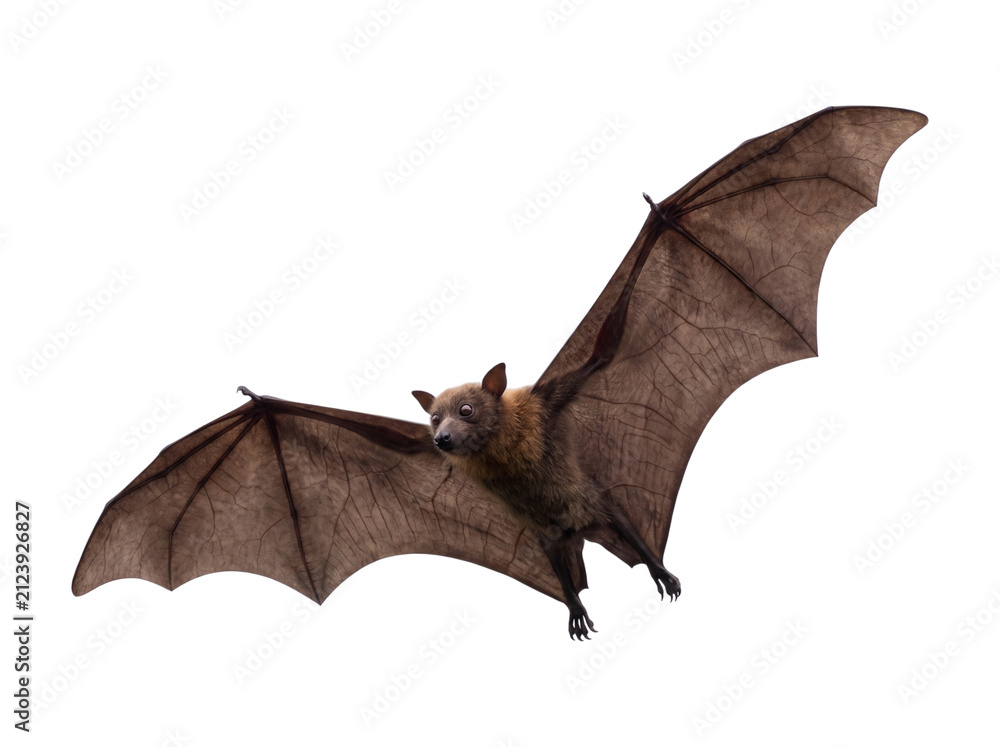 Naklejka premium Brown fruit bat with outstretched wings isolated on transparent background
