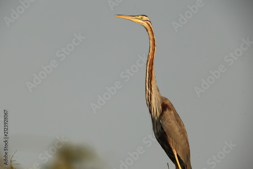 Canvas Print The purple heron (Ardea purpurea manilensis) is a wide-ranging heron species