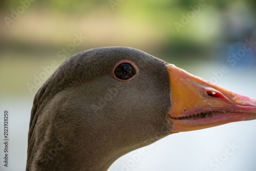 Foto Close-up of a gray goose, showcasing its distinct features and vibrant colors, ideal for wildlife and nature themes