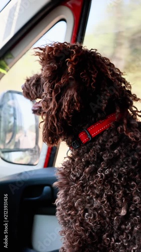 Brown curly haired dog enjoying car ride