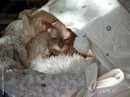 Canvastavla Devon Rex cat relaxing in a cozy furry pet cave bed