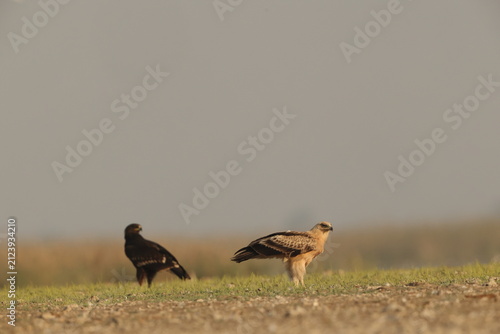 Photography The tawny eagle (Aquila rapax vindhiana) is a large bird of prey