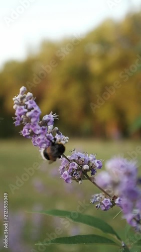 A bumblebee collects nectar and pollinates soft purple chaste tree flowers in a sunny outdoor setting. For honey producers, environmental campaigns, educational videos on pollination and wildlife