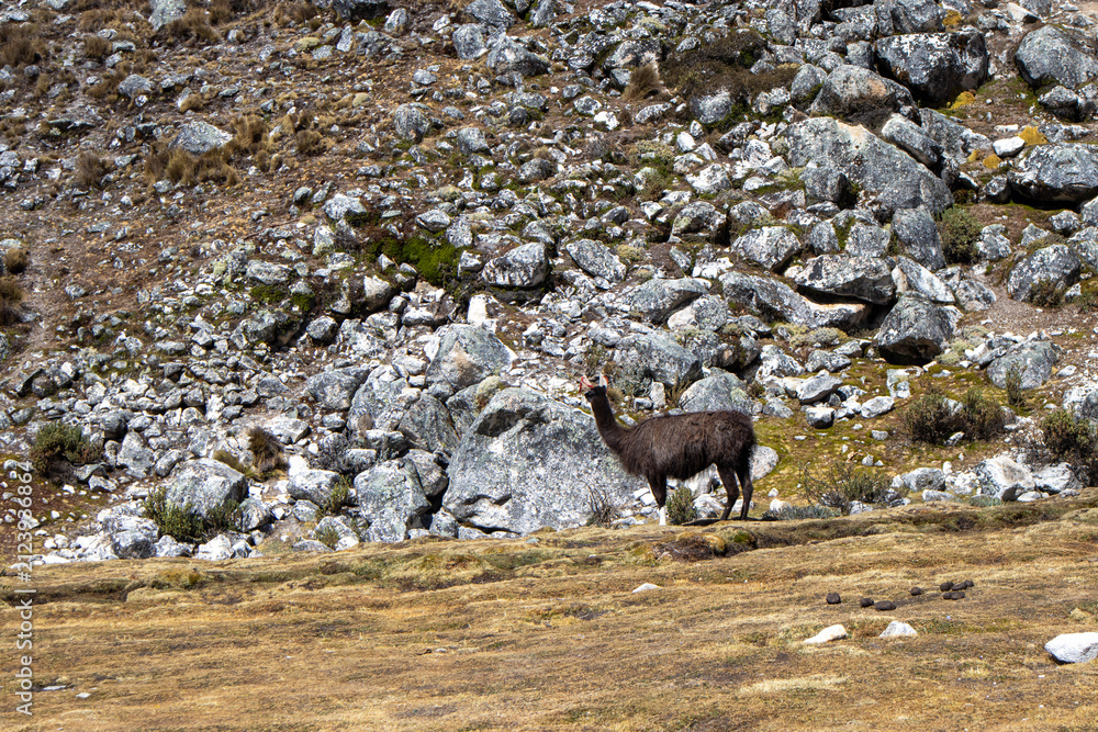 Naklejka premium Dark llama standing on a rocky mountain slope in the Andes