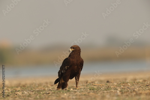 Фотография The greater spotted eagle (Clanga clanga), also called the spotted eagle, is a large migratory bird of prey in the family Accipitridae