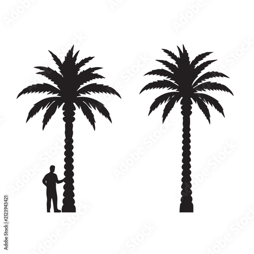 Palm Tree Collection