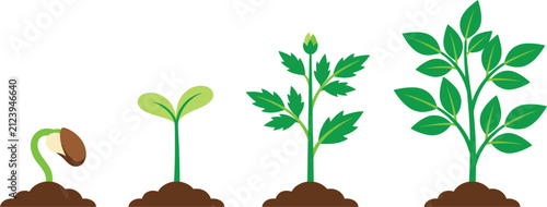 Photography Plant growth stage vector illustration featuring seed germination sprouting seedling growing into green leafy plant lifecycle infographics isolated on white background