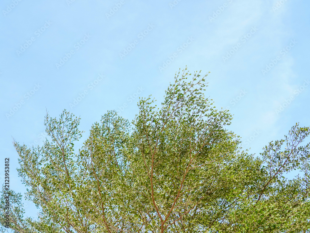 Fototapeta premium Looking up at the treetop canopy of a tropical Ketapang Kencana tree against a bright sunny blue sky backdrop