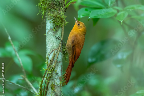 Obraz na plátne Olivaceous woodcreeper (Sittasomus gryseicapillus) clinging to a mossy tree trunk in tropical rainforest, Atlantic Forest, Brazil