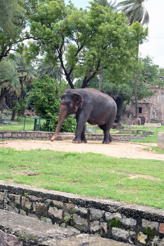 Asian elephant walking in zoological park surrounded by lush green landscape