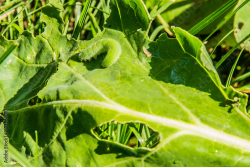 Konstfotografi The Cabbageworm Caterpillar In Your Garden