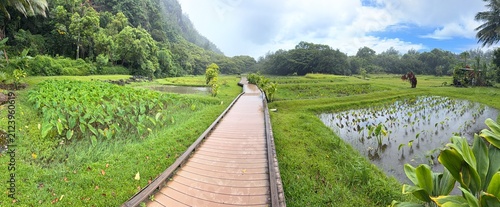 Panorama of boardwalk through taro fields in Kauai's north shore